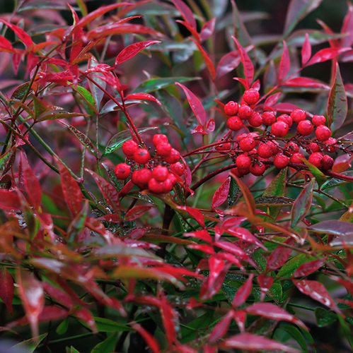 耐寒南天竹树苗盆栽地栽四季好养