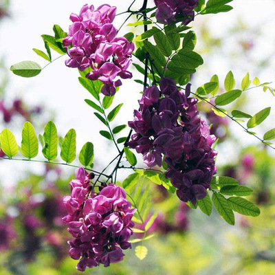 园林绿化苗木槐树苗香花槐苗刺槐苗红花槐树苗洋槐苗槐花苗行道树