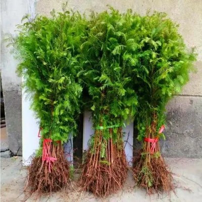 绿化苗水杉树苗行道树