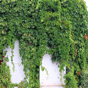 五叶地锦苗盆栽五叶爬山虎苗庭院攀援花卉观花爬藤植物四季爬墙虎