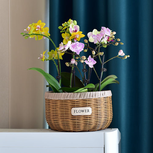 蝴蝶兰绿萝花篮花盆插花篮