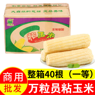 万粒员东北白糯玉米棒整箱40根一等A级大棒早餐商用批发新鲜玉米