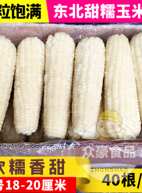 东北1号甜糯玉米棒 白色一等大玉米棒40根 新鲜速冻糯玉米18-20cm