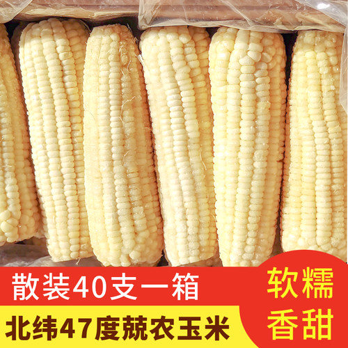 兢农速冻黑龙江甜糯玉米白色玉米