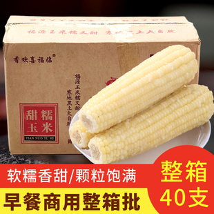 东北香欢喜福临甜糯玉米棒一号40支新鲜甜糯玉米早餐黄糯玉米大棒