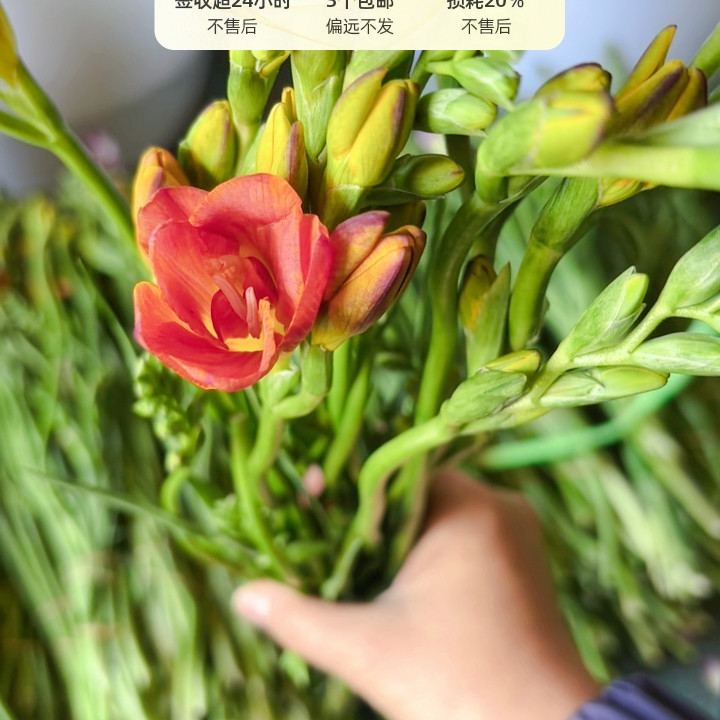 橙色香雪兰2把任选3单包邮,鲜花速递/花卉仿真/绿植园艺,花材,淘宝优惠券,粉丝福利购,淘宝优惠卷