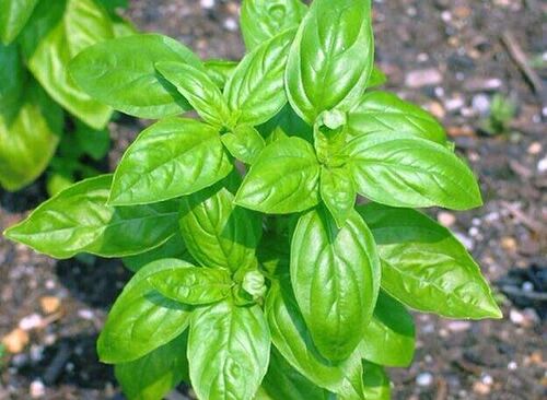 促销 Basil plant with clove sweet Italian basil herb绿植