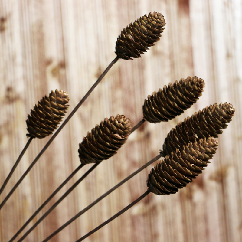 云杉果单枝 原生自然干燥长松果艺术干花云杉松果拍摄道具松果