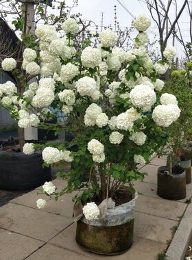 中华木绣球别墅庭院花卉木本绣球花苗白色大花绣球斗球花树苗耐寒