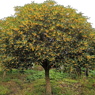 桂花树苗金桂丹桂状元红桂花苗庭院地栽盆栽四季常绿耐寒风景树苗