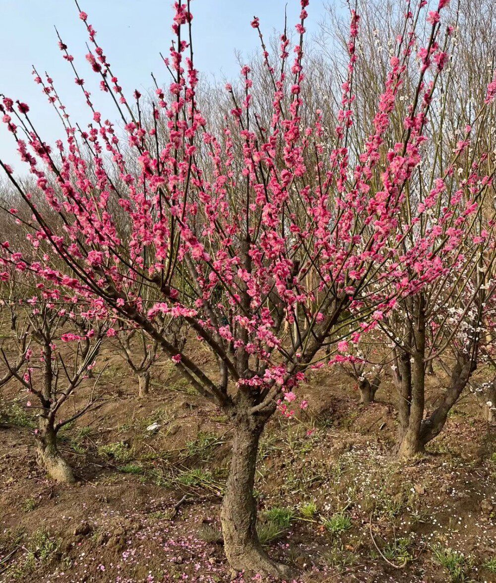 原生梅花树苗冬季开花嫁接腊梅耐寒绿梅庭院绿化盆栽地栽榆叶梅苗
