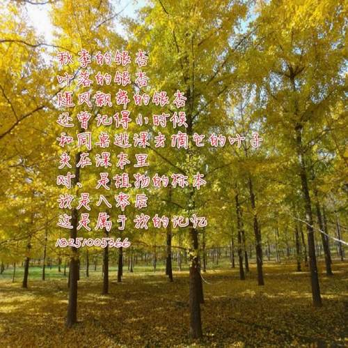 银杏大树白果树苗金叶银杏小苗庭院别墅绿化银杏树苗行道树苗木