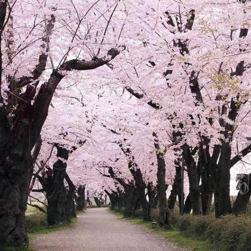 四季生长日本樱花树庭院大樱花树