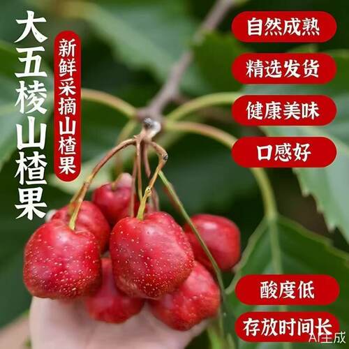 沂蒙山大五棱山楂野生红果酸甜