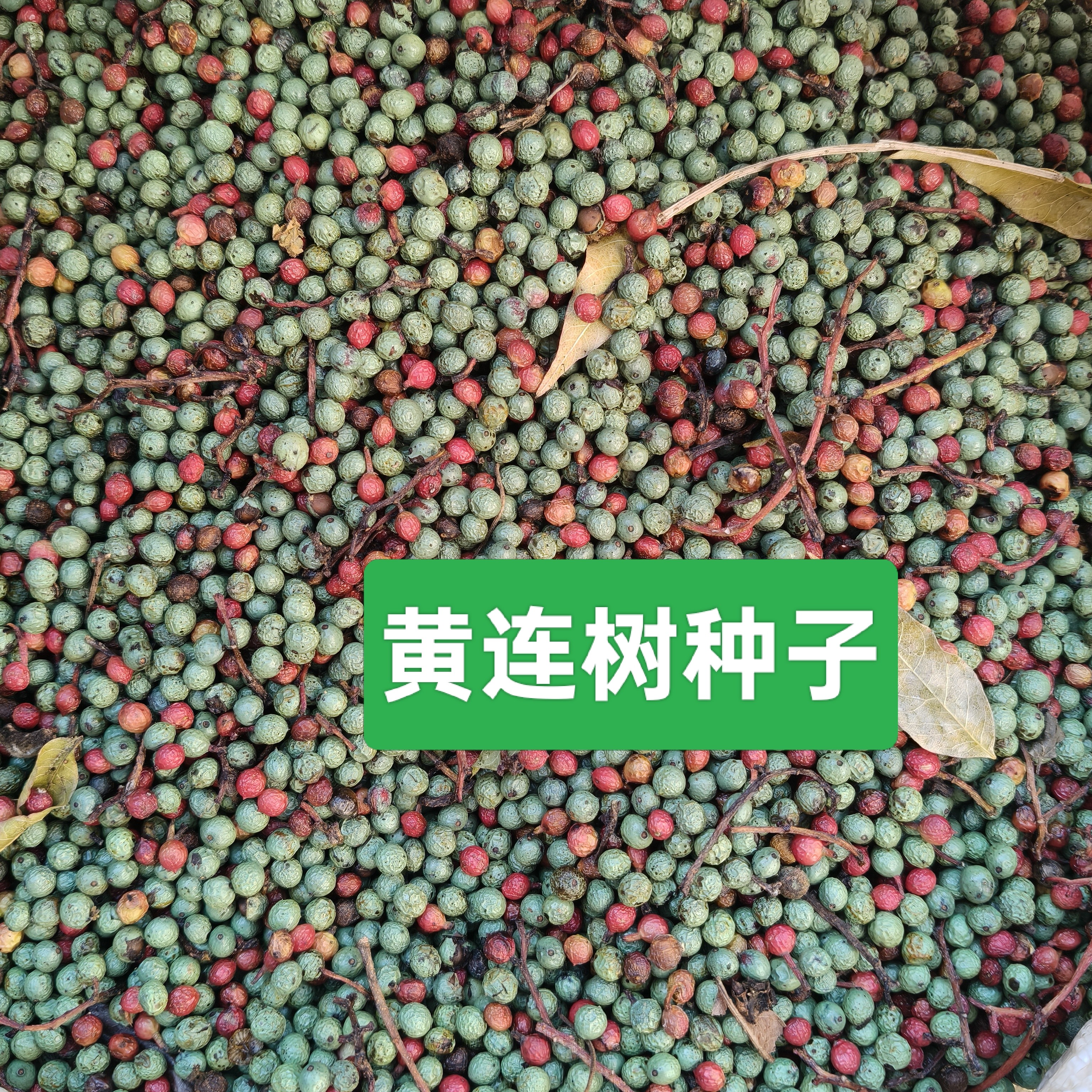 黄连树楷树木蓼果子可食用可榨油可种植1斤包邮
