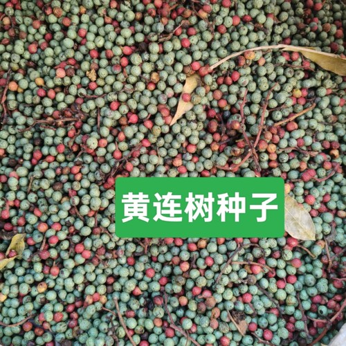黄连树楷树木蓼果子可食用可榨油可种植1斤包邮