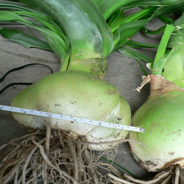 药用虎眼万年青旱三奇海葱花卉阳台玻璃球耐阴带叶子发货8-12公分