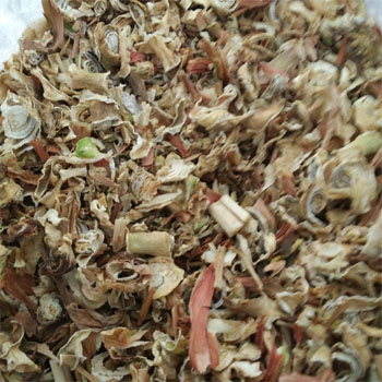 虎眼万年青药用干粉圆球干金边旱三奇干叶子可加半枝莲白花蛇舌草