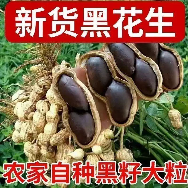 农家自种正宗富硒黑花生带壳生黑花生晒干新货炒熟原味送礼礼盒装