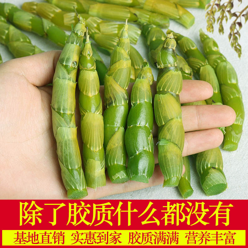 【一年一度】云南特级高山珍虫石斛新鲜虫草石斛鲜条500g梳唇石斛