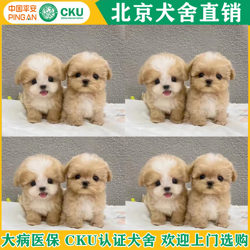 北京马尔泰犬舍小体马尔泰幼犬