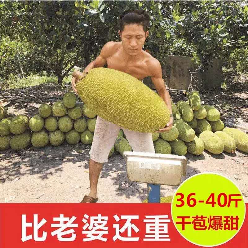 海南三亚菠萝蜜36-40斤现摘现发新鲜水果整个包邮应当季木波罗蜜