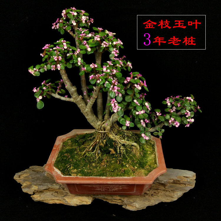 金枝玉叶盆栽盆景多肉老桩阳台室内办公室花卉绿植净化空气防辐射