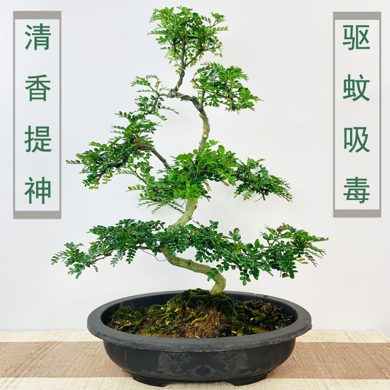 清香胡椒木四季常青好养木本花卉