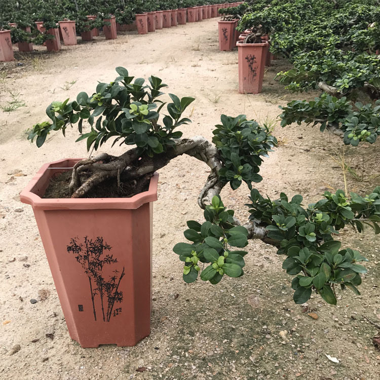 悬崖榕树盆景树桩大榕树盆栽绿植花卉人参榕小盆栽