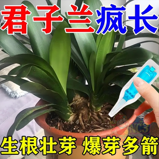 君子兰促箭再生剂催花营养液促花箭防黄叶快速开专用免稀释液体肥