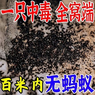 蚂蚁药家用室内除杀灭红火白蚁克星全窝一锅防治专用神器端非无毒