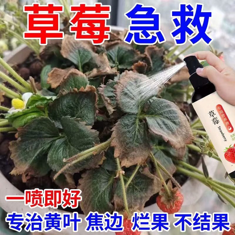 草莓肥料专用肥家用盆栽有机肥料植物营养液通用型坐果期促果增大,鲜花速递/花卉仿真/绿植园艺,家庭园艺肥料,淘宝优惠券,粉丝福利购,淘宝优惠卷