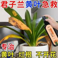 君子兰促箭剂专用肥催花肥治黄叶不开花植物专用营养液免稀释