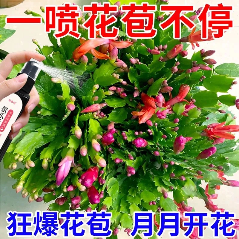 蟹爪兰催花专用营养液干瘪软烂根壮根不开花催花延花期