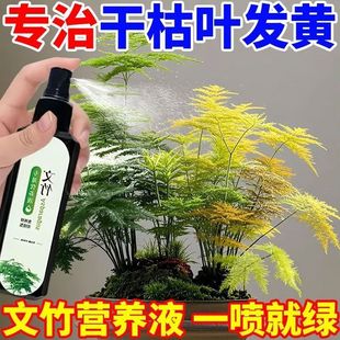 文竹营养液催芽壮根返绿促生长叶子发黄枯瘦烂根枝叶脱落一喷拯救