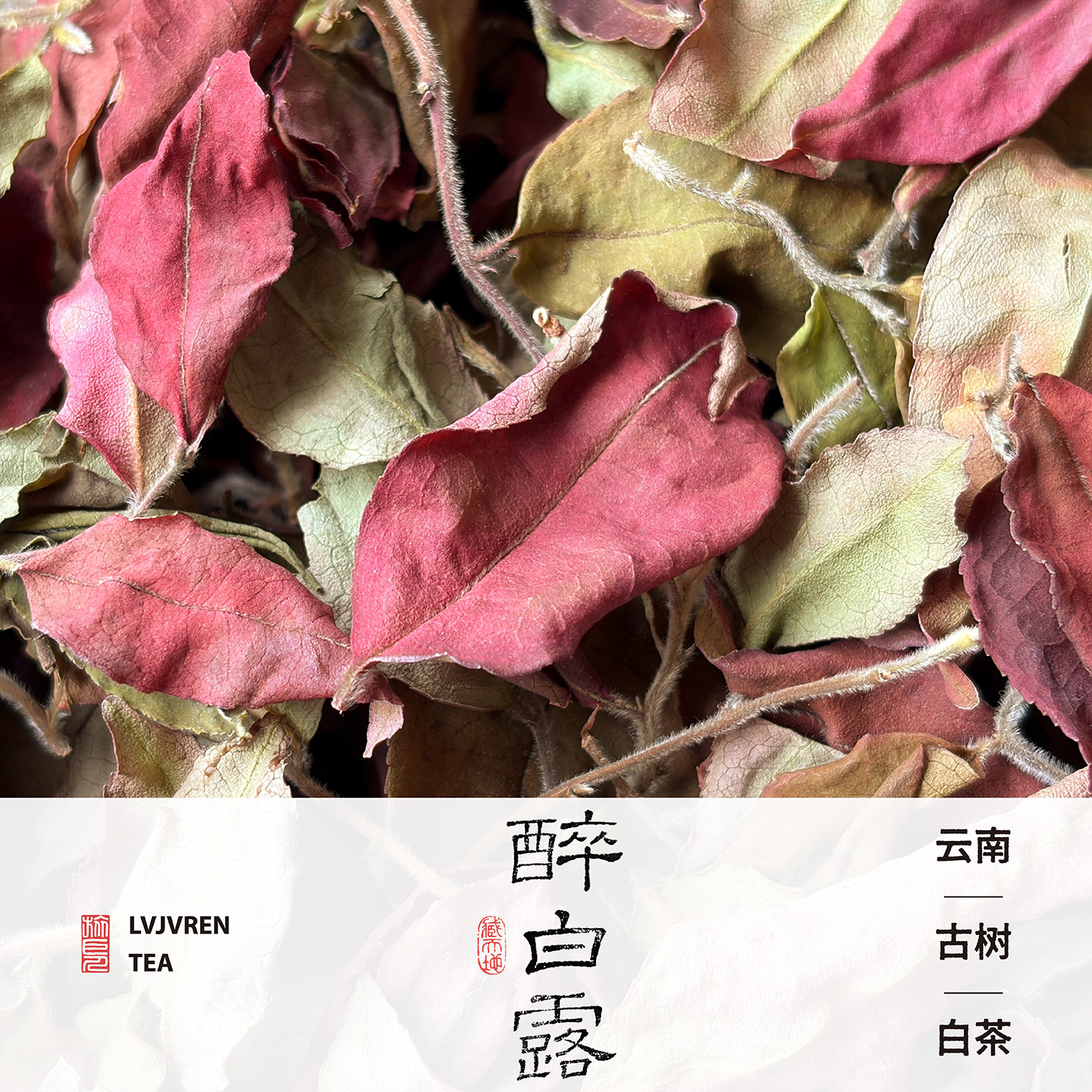 【醉白露】2026春茶云南临沧荒野古树白茶玫瑰花香清甜淡雅无苦涩