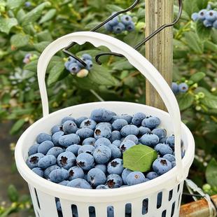 云南澄江阳光蓝莓脆甜花香L25蓝莓鲜果孕妇水果现摘现发顺丰空运