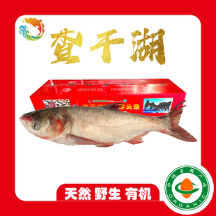 中国查干湖有机胖头鱼35斤1条源头直供活冻锁鲜顺丰包邮