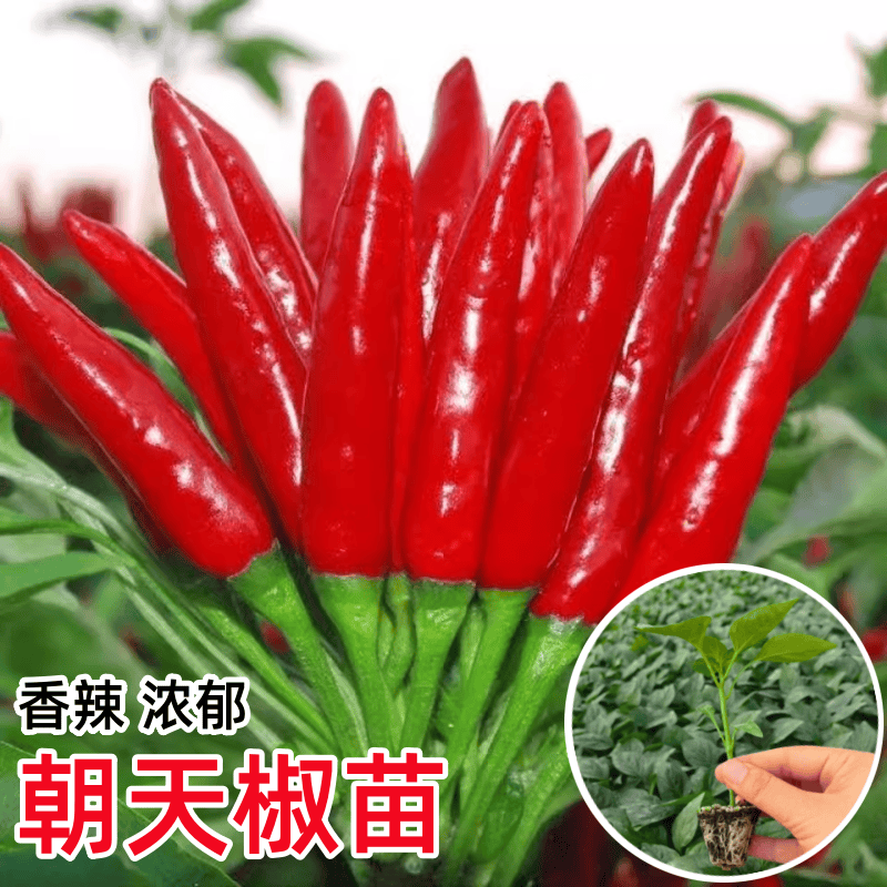 朝天椒辣椒苗秧苗超辣小米辣苗子高产簇生阳台盆栽南方种蔬菜苗孑,鲜花速递/花卉仿真/绿植园艺,种苗/半成品盆栽,淘宝优惠券,粉丝福利购,淘宝优惠卷