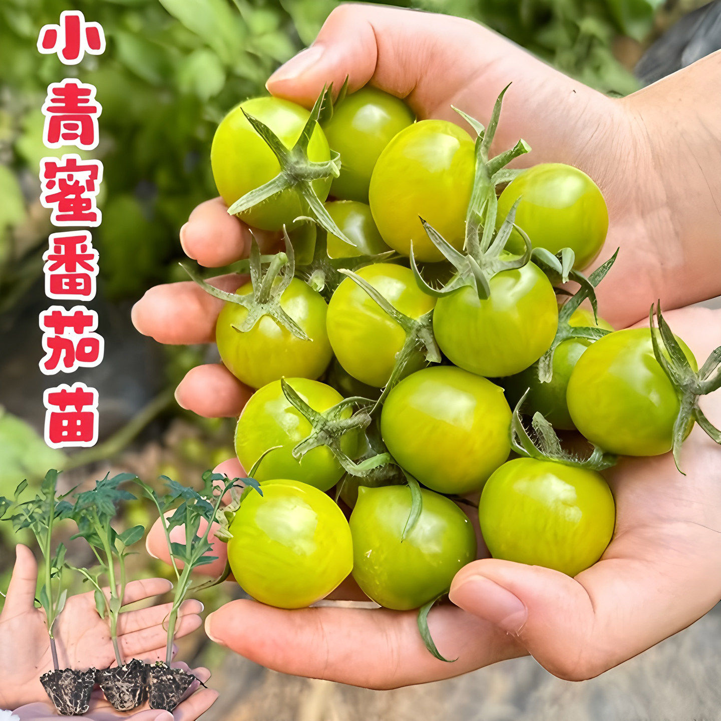 绿色小番茄青口蜜苗西红柿樱桃番茄圣女果秧阳台盆栽庭院口感甜脆