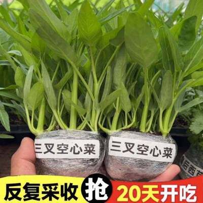高产三叉带土空心菜大青叶青梗通心菜秧苗阳台庭院四季蔬菜苗