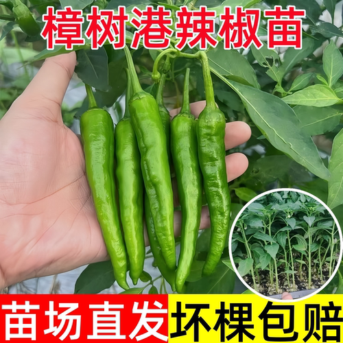 樟树港辣椒苗四季播阳台盆栽