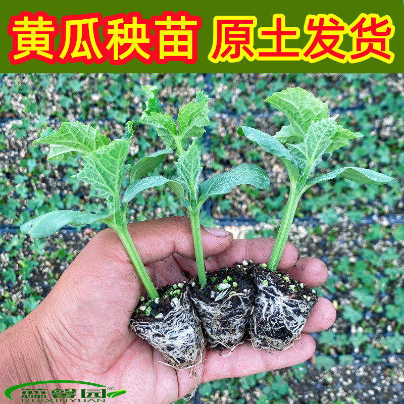 秋黄瓜苗水果黄瓜苗老品种黄瓜苗西葫芦丝瓜苗冬瓜苗高产种幼秧苗