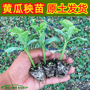 秋黄瓜苗水果黄瓜苗老品种黄瓜苗西葫芦丝瓜苗冬瓜苗高产种幼秧苗