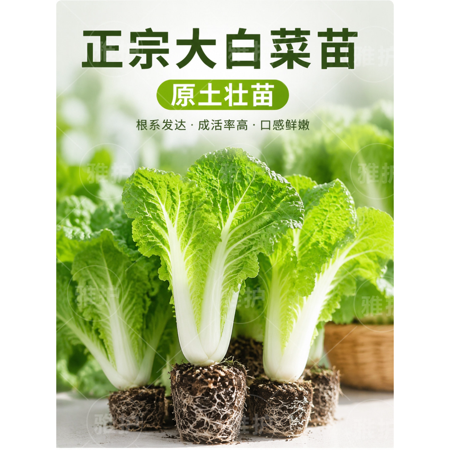 大白菜苗耐寒白菜秧苗庭院菜园露天栽种秋冬高产白菜苗带土发货
