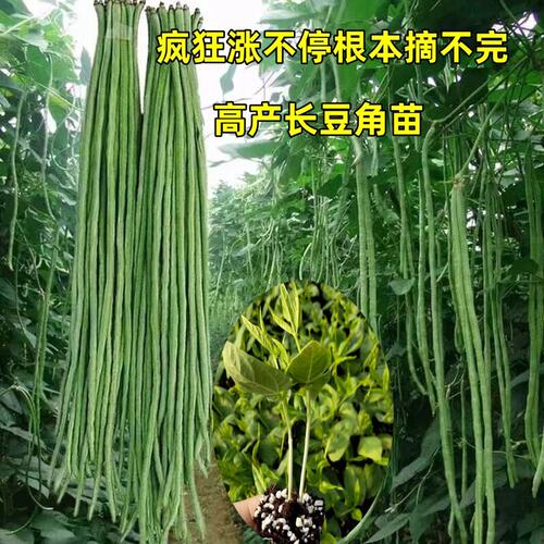 豆角苗小叶早熟抗病强春夏秋可种植豇豆苗豆苗长豇豆种子带土秧苗