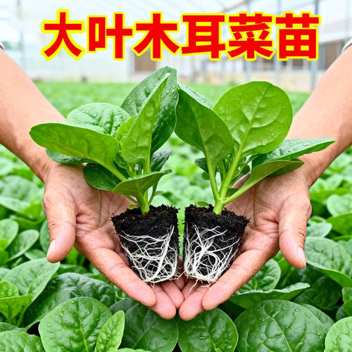大叶木耳菜苗带土菜苗蔬菜秧苗各种冬季秋季种苗大全阳台盆栽