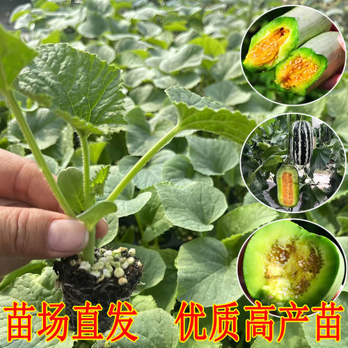 正品羊角蜜超甜香瓜苗四季薄皮高产酥瓜苗甜宝博洋甜瓜秧苗原土发