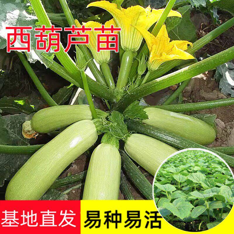 西葫芦秧苗优质穴盘苗高产早熟春秋四季阳台种植高产大果庭院养殖
