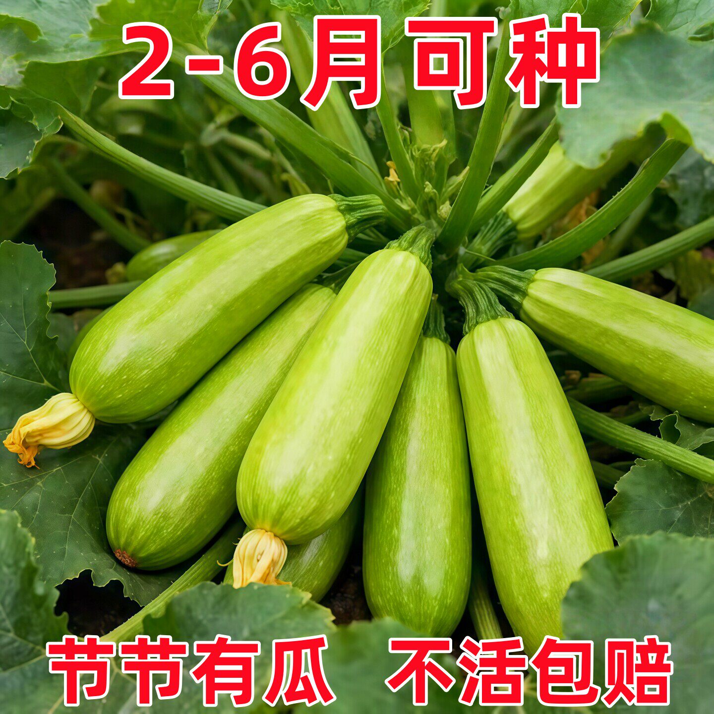 西葫芦种子苗高产四季盆栽西胡芦种籽蔬菜夏季香蕉大全瓜孑瓜苗